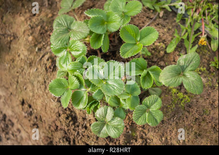 Giovani piante di fragola in giardino. Foto Stock
