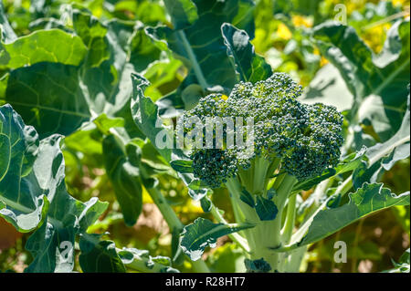 Una vista laterale di un impianto di broccoli in pieno sole. Foto Stock