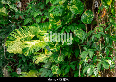 Golden pothos (Epipremnum aureum) vigneti che crescono su un tronco di albero - lunga chiave Area Naturale, Davie, Florida, Stati Uniti d'America Foto Stock