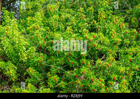 Peppertree brasiliano (Schinus terebinthifolia) con bacche rosse - lunga chiave Area Naturale, Davie, Florida, Stati Uniti d'America Foto Stock