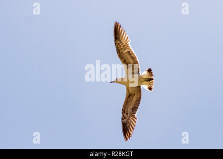 Seagull volare in un Cielo di estate blu in Cile Foto Stock