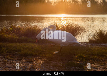 I cigni di sunrise al lago di Zagabria Foto Stock