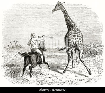 Vecchia immagine raffigurante hunter Charles Baldwin caccia giraffe. Da autore non identificato, publ. in Le Tour du Monde, Parigi, 1863 Foto Stock