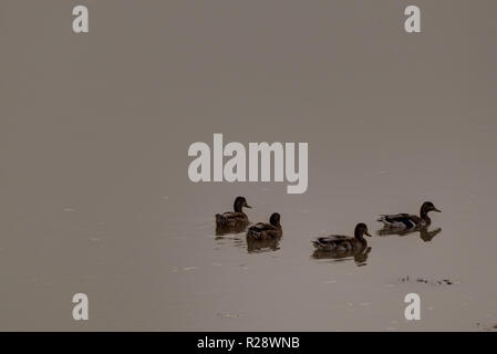 Erith, Regno Unito - 28 agosto 2018: quattro anatre nuotare lungo il fiume Tamigi nella nebbia Foto Stock