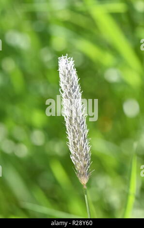 Primo piano sul fiore di campo coda di volpe erba Foto Stock