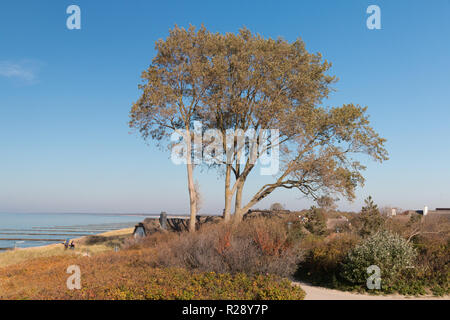 Ahrenshoop, Germania - 12 Ottobre 2018: la vista di un albero e la spiaggia di Ahrenshoop, Germania. Foto Stock