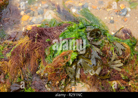 Alga colorato lavato fino a una spiaggia a bassa marea in West Wales UK Foto Stock