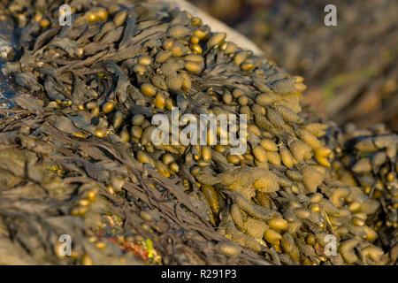 Alga colorato lavato fino a una spiaggia a bassa marea in West Wales UK Foto Stock