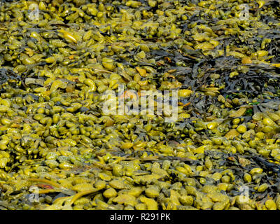 Alga colorato lavato fino a una spiaggia a bassa marea in West Wales UK Foto Stock