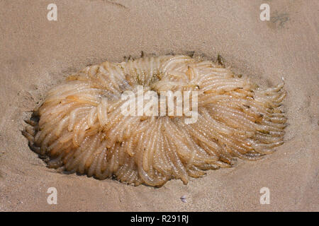 Una chiusura di una massa di calamari uova lavate fino a una spiaggia in West Wales, Regno Unito Foto Stock