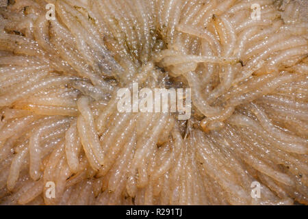 Una chiusura di una massa di calamari uova lavate fino a una spiaggia in West Wales, Regno Unito Foto Stock