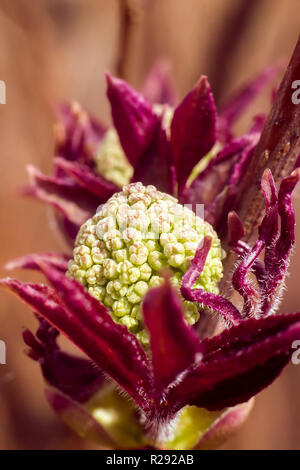 Il sambuco rosso inizia a fiorire Foto Stock