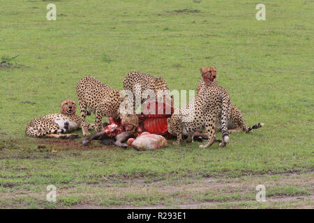 Cinque ghepardi sono off alimentazione un gnu hanno ucciso nelle praterie in Masai Mara Game Park, Narok County, in Kenya. Foto Stock