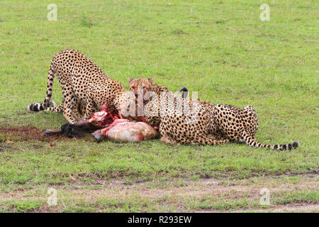 Cinque ghepardi sono off alimentazione un gnu hanno ucciso nelle praterie in Masai Mara Game Park, Narok County, in Kenya. Foto Stock