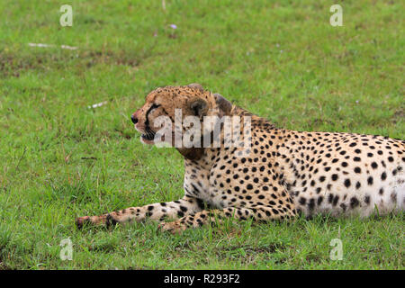 Cinque ghepardi sono off alimentazione un gnu hanno ucciso nelle praterie in Masai Mara Game Park, Narok County, in Kenya. Foto Stock