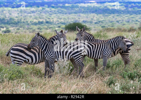 Le pianure zebre (Equus quagga), gruppo guardando al visualizzatore, Tsavo West National Park, Kenya Foto Stock