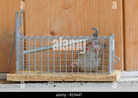 Casa mouse (Mus musculus), adulto, con il formaggio in una trappola vivente, Tirolo, Austria Foto Stock