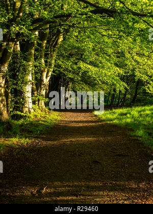 Un percorso attraverso una foresta di Aberdeen. Foto Stock