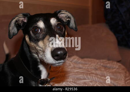 Alta qualità fotografica di un simpatico Lurcher seduti comodamente a casa con la sua coperta Foto Stock