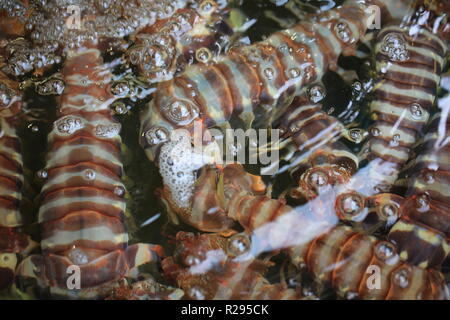 Canocchie catturato in Cina mercato del pesce di Sai Kung Hong Kong Foto Stock