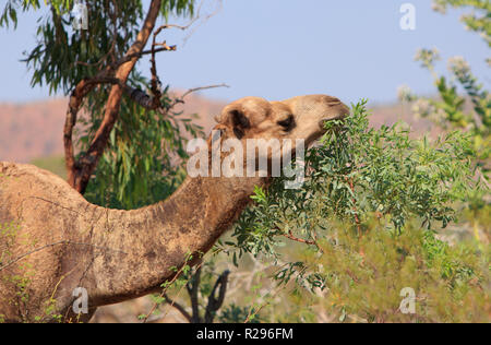 Un feral camel, Camelus dromedarius, alimentazione su una boccola in outback western Queensland, Australia. Foto Stock