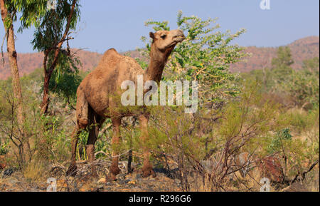 Un feral camel, Camelus dromedarius, alimentazione su una boccola in outback western Queensland, Australia. Foto Stock