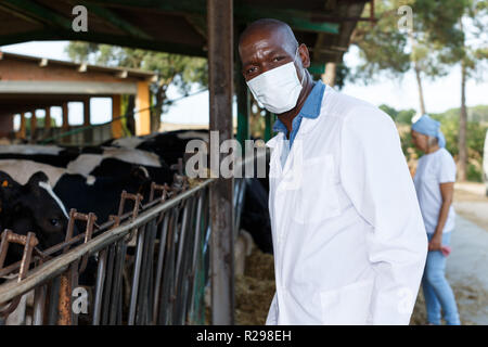 Sorridente afro-americano di veterinario maschio di ispezionare le vacche in caseificio Foto Stock