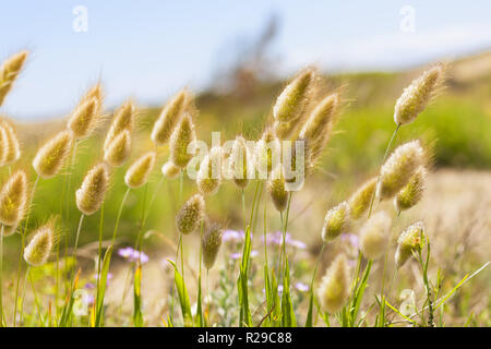 Bellissima Costa prato e la natura dello sfondo. Erbe selvatiche e cieli blu. Foto Stock