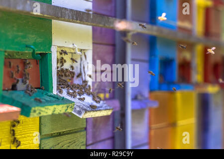 Api battenti alle colorate alveari in molti diversi colori sul carrello Foto Stock