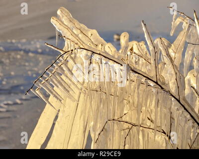 Le piante che sono state smaltati in ghiaccio su un inverni freddi giorno Foto Stock