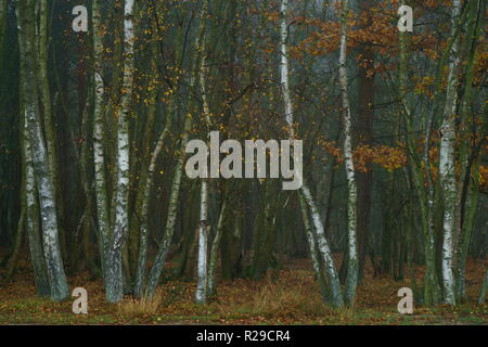 Argento di betulle in autunno la nebbia in Ashdown Forest Foto Stock