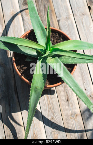 Aloe vera in una pentola sul tavolo di legno Foto Stock