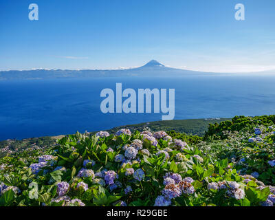 Immagine di ortensie con il mare e la montagna di Pico Azzorre Portogallo Europa Foto Stock