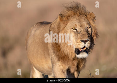 Leone maschio (Panthera leo) in Kenya dell Africa orientale Foto Stock