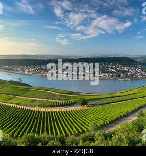 Vista di Bingen, vigneti e il fiume Reno, Rudesheim, Renania-Palatinato, Germania Foto Stock