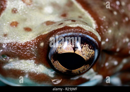 Missione golden-eyed raganella o Amazon latte (rana Trachycephalus resinifictrix) ho Foto Stock