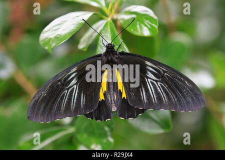 Golden Birdwing butterfly (Troides rhadamantus) Foto Stock