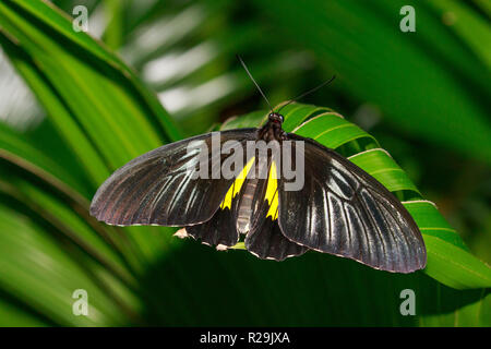 Golden Birdwing butterfly (Troides rhadamantus) Foto Stock