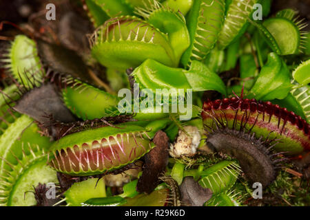 Venus fly trap (Dionaea muscipula) Foto Stock