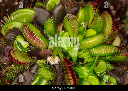 Venus fly trap (Dionaea muscipula) Foto Stock