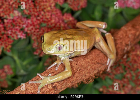 Waxy raganella (Phyllomedusa sauvagii ) sul ramo Foto Stock