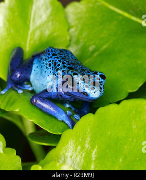 Blue Poison Dart (Rana Dendrobates tinctorius) Foto Stock