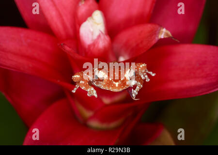 Rana di cannella (Nyctixalus pictus) su bromeliad Foto Stock