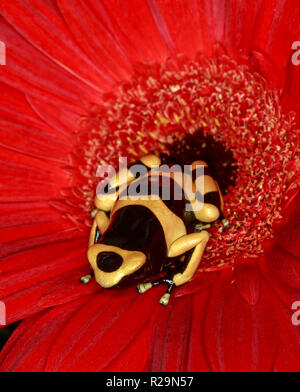 Fasce gialle veleno (Rana Dendrobates leucomelas) sul fiore rosso (gerbera daisy) Foto Stock