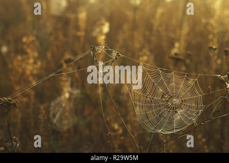 Erba secca e ragnatela in gocce di rugiada su uno sfondo sfocato Foto Stock