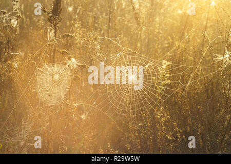 Erba secca e ragnatela in gocce di rugiada su uno sfondo sfocato Foto Stock