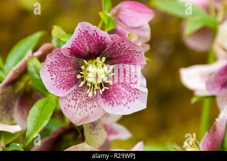 L'elleboro cresce in un giardino in primavera in Galles, Regno Unito Foto Stock