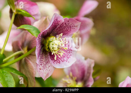 L'elleboro cresce in un giardino in primavera in Galles, Regno Unito Foto Stock