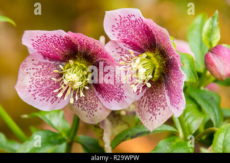 L'elleboro cresce in un giardino in primavera in Galles, Regno Unito Foto Stock