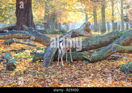 Cervi nel parco durante una bella giornata d'Autunno Foto Stock